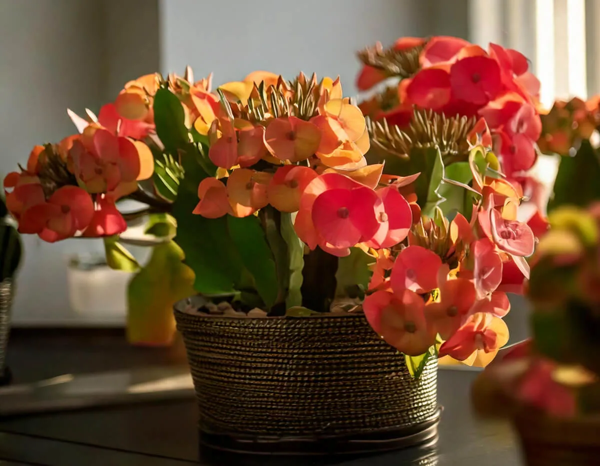 Ευφόρμπια - Crown of Thorns